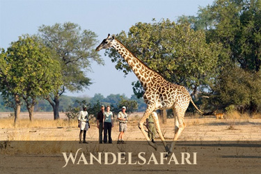 Zambia safari